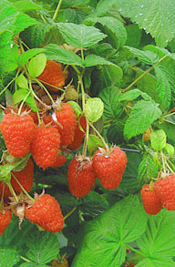 raspberries